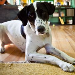 DogWatch of Evansville, Evansville, Indiana | Indoor Pet Boundaries Contact Us Image