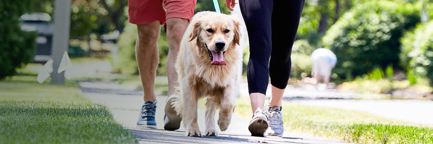 DogWatch of Evansville, Evansville, Indiana | SideWalker Leash Trainer Slider Image